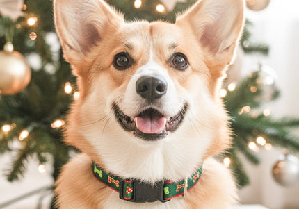 Collection image for: Dog & Me Christmas Collection