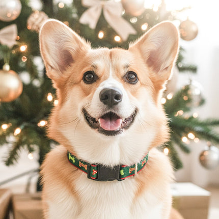 Collection image for: Dog & Me Christmas Collection