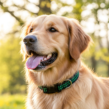 Collection image for: Dog & Me Collars