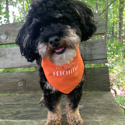Sentimental Pet Bandana - I'm Quite Fetching