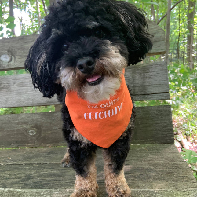 Sentimental Pet Bandana - I'm Quite Fetching