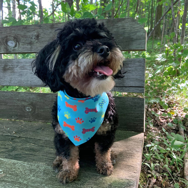 Party Bones - Pet Bandana