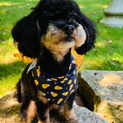 Candy Corn - Pet Bandana