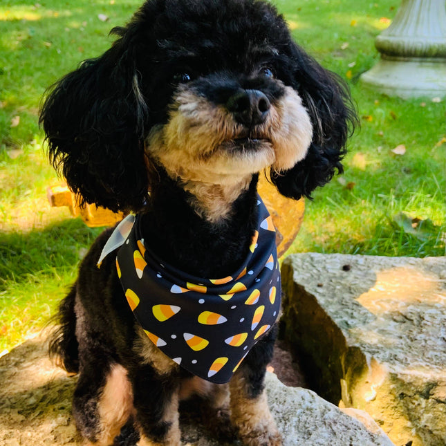 Candy Corn - Pet Bandana
