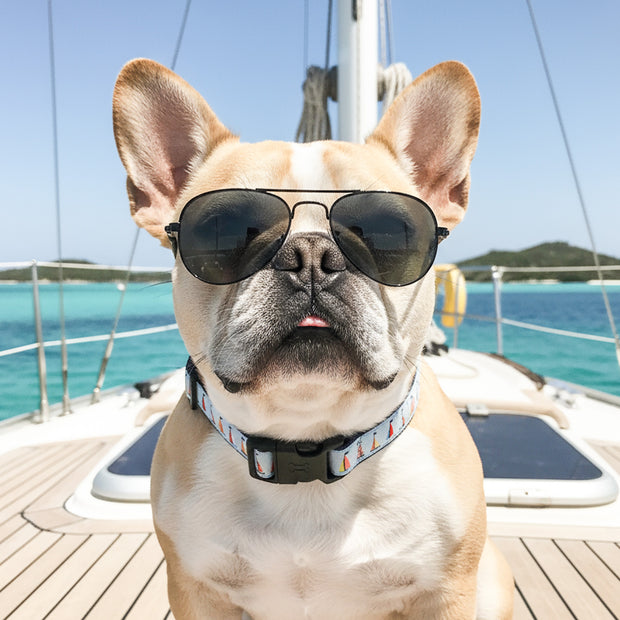 <h2><strong>High-quality Dog Accessories & Gifts</strong></h2>